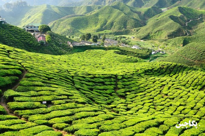 مزارع چای کامرون مالزی