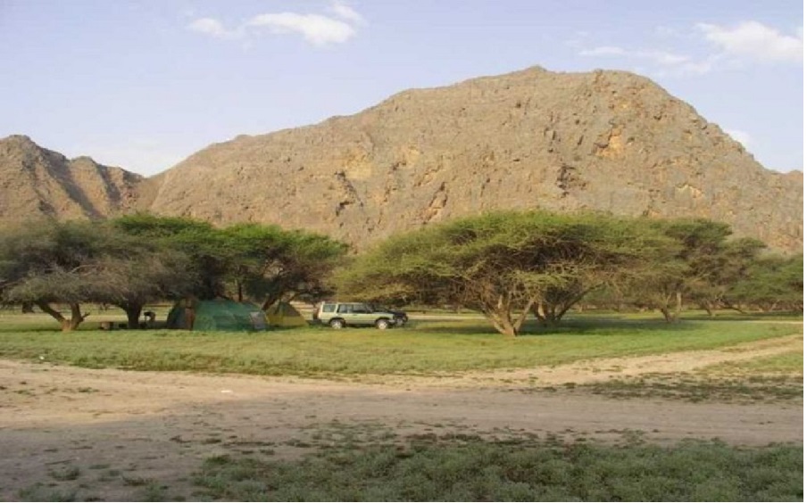 کمپینگ جنگل اقاقیا