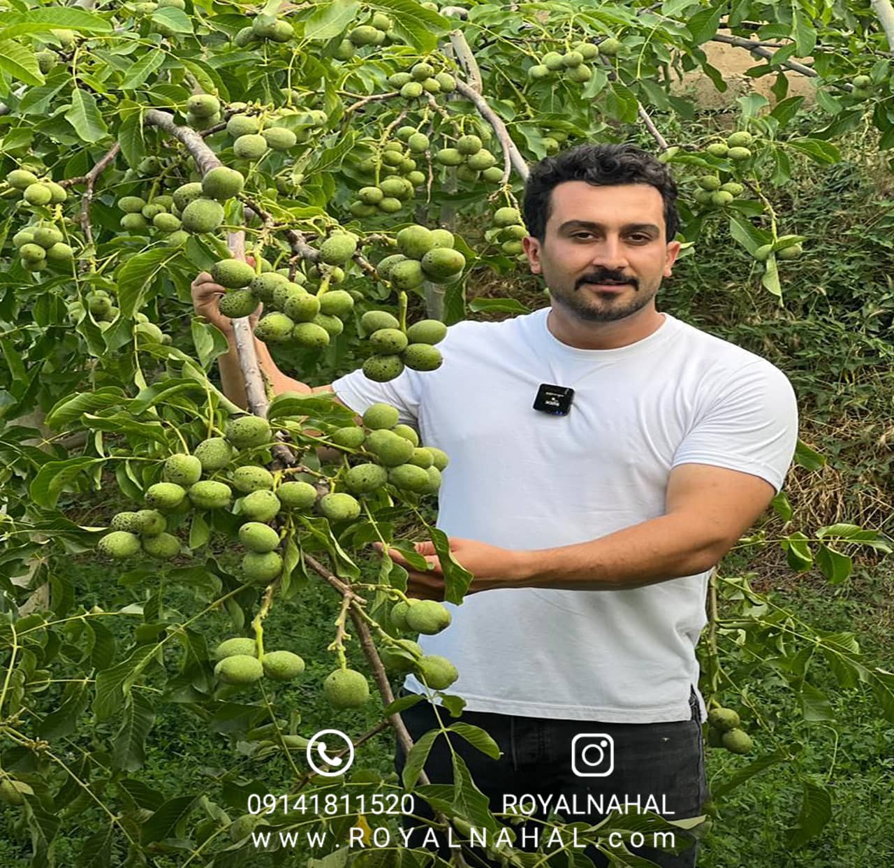 باغداری را با خرید بهترین نهال گردو تجربه کنید
